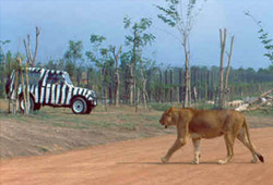 Safari World is Thailand's most popular open zoo and show park.